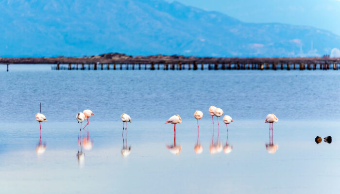 Beautiful,Flamingo,Group,In,The,Water,In,Delta,Del,Ebro,